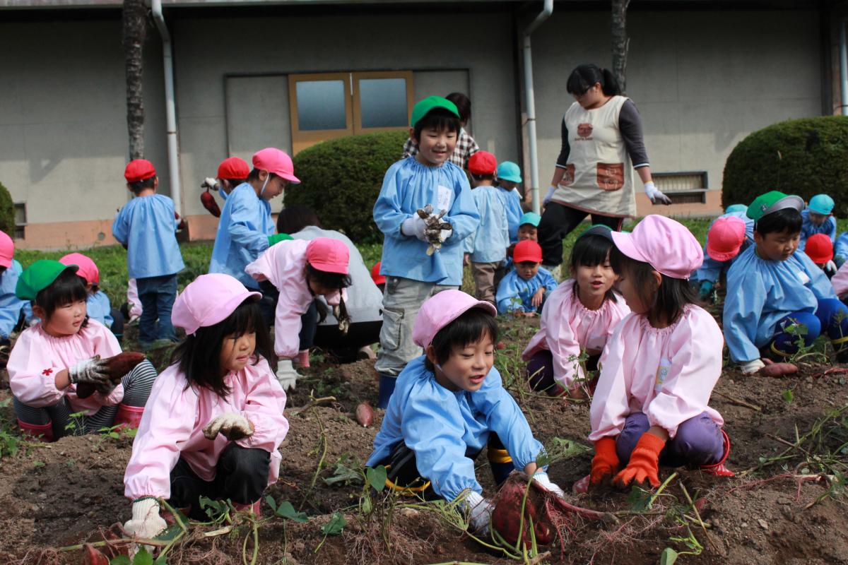 収穫したさつまいもをお友達に見せる園児