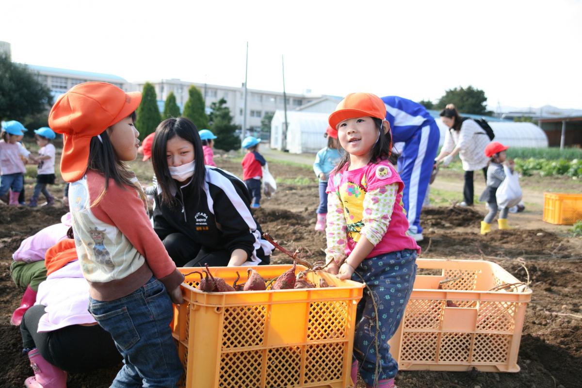 大熊町保育所 さつまいも掘り（2010年11月11日） 写真 4