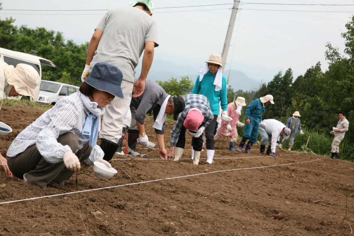 喜多方でヒマワリ種まき（2011年7月7日） 写真 2