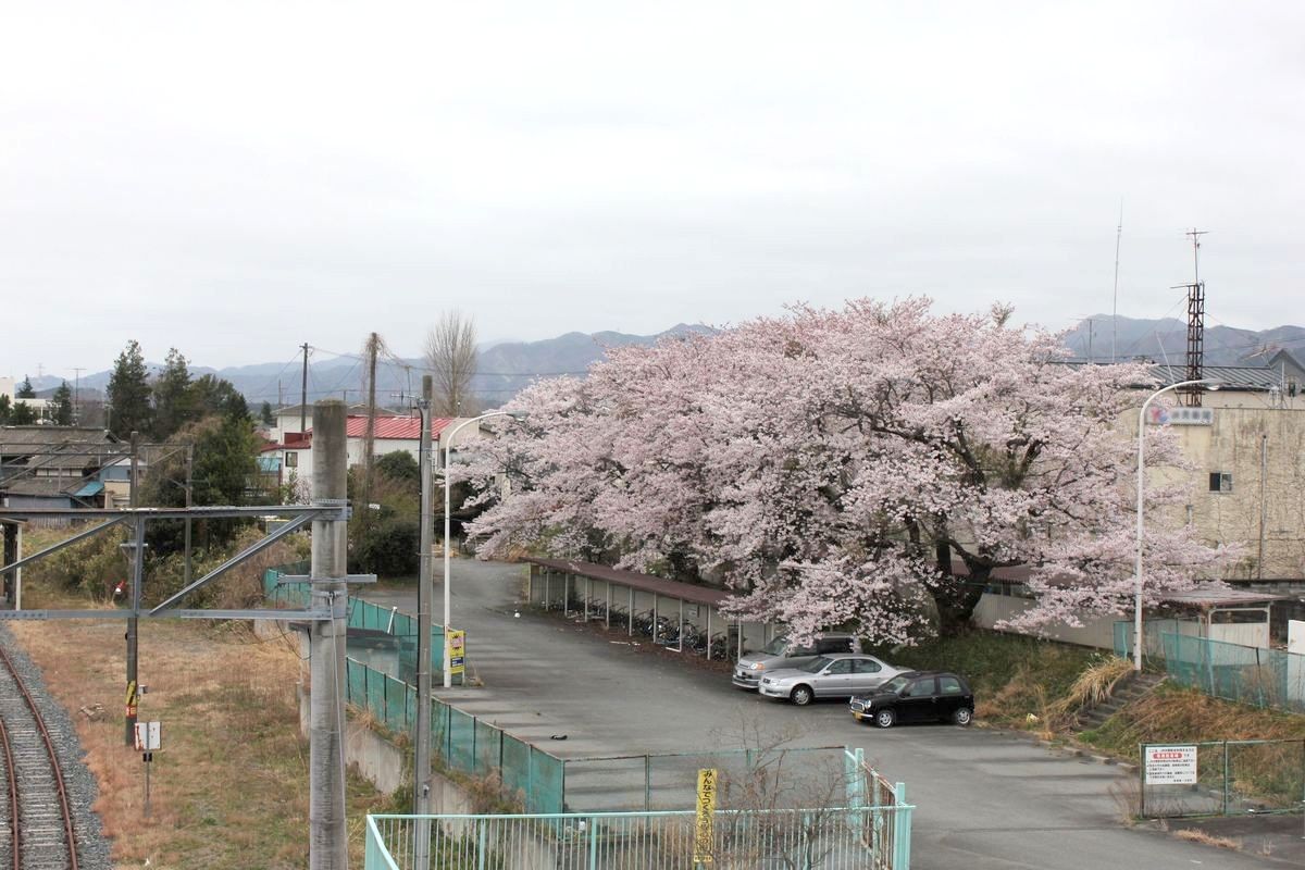 大野駅駐車場に咲く桜