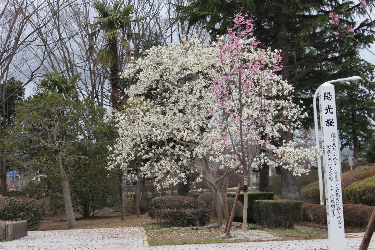 役場前の広場に植樹された「陽光桜」