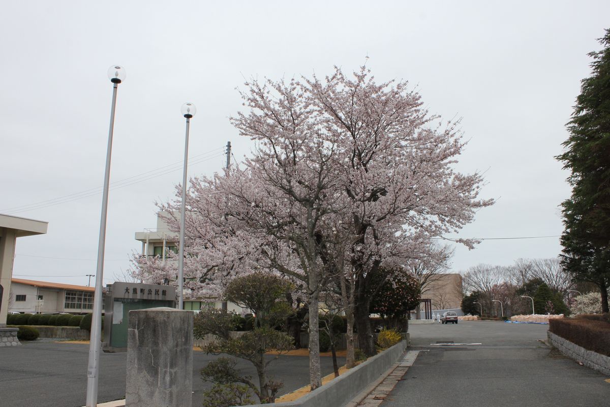 町公民館入り口に咲く桜