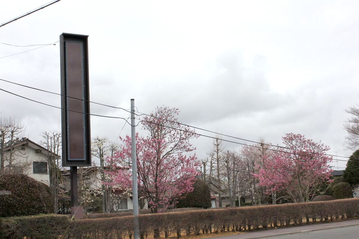 町役場入り口に咲く桜