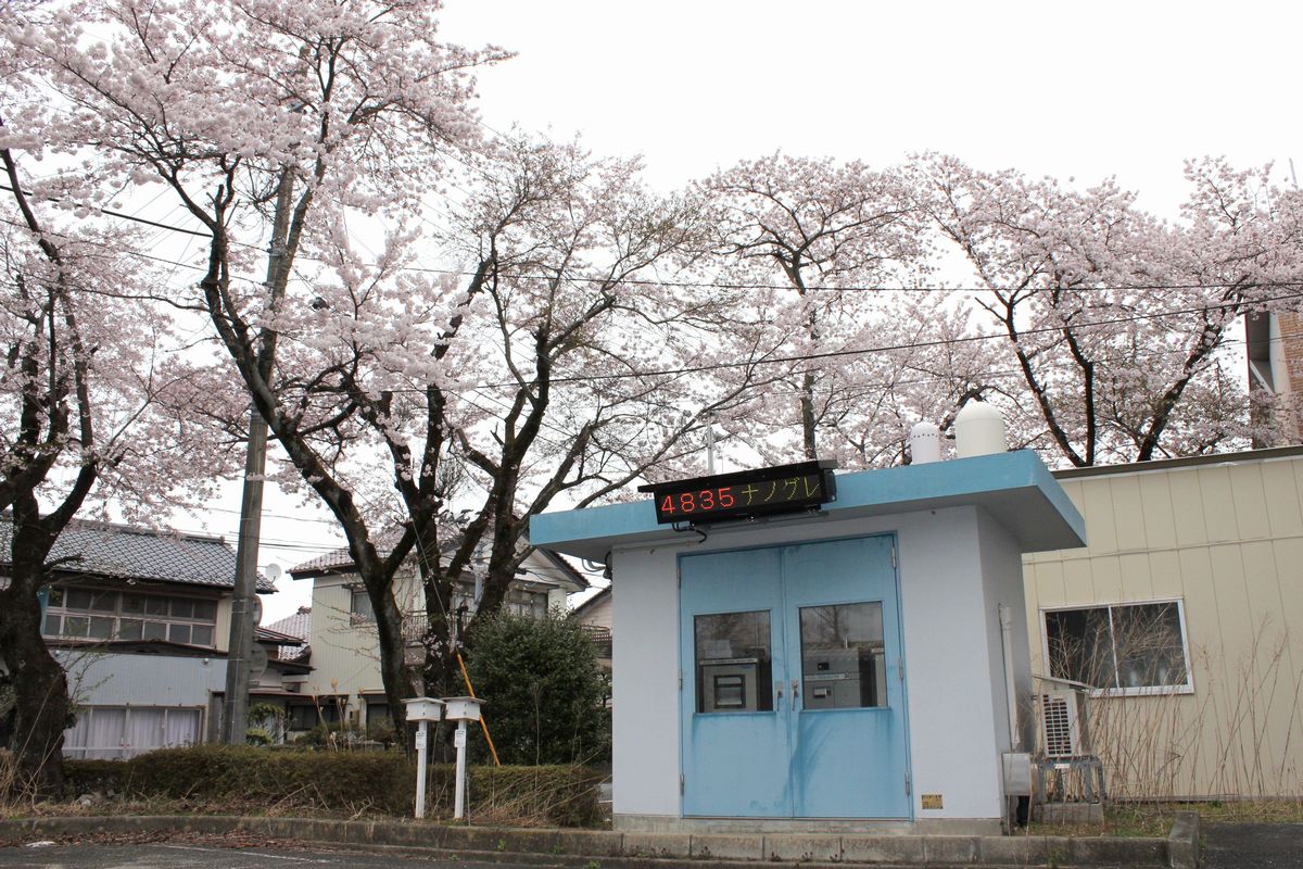 町内の桜（2012年4月20日から24） 写真 8
