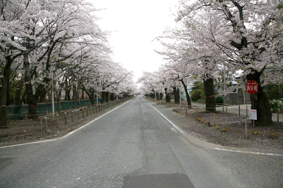 町内の桜（2012年4月20日から24） 写真 20