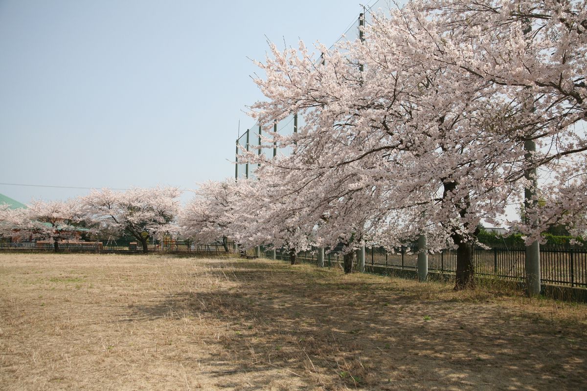 大野小学校校庭に咲く桜
