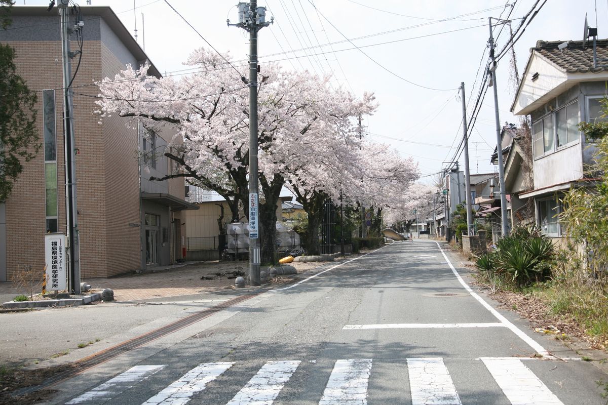 町内の桜（2012年4月20日から24） 写真 14