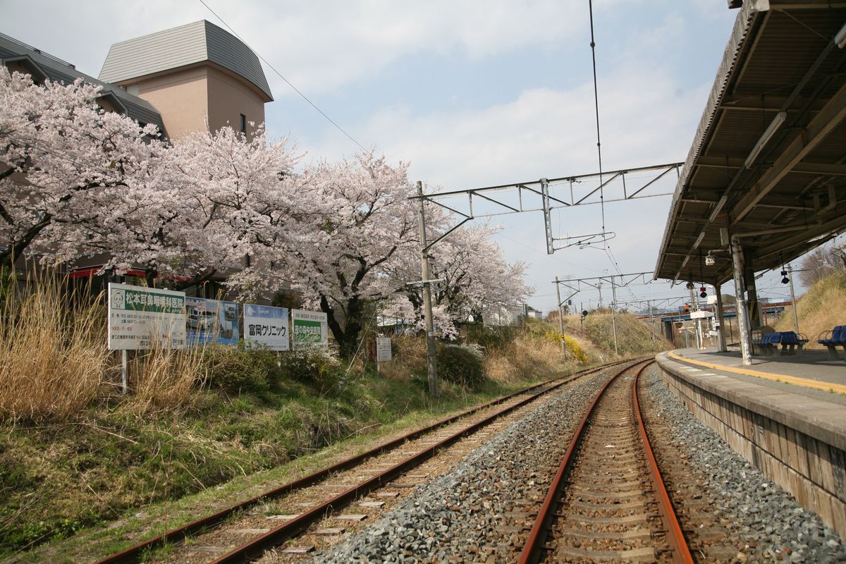 おおくまホテル線路側に咲く桜