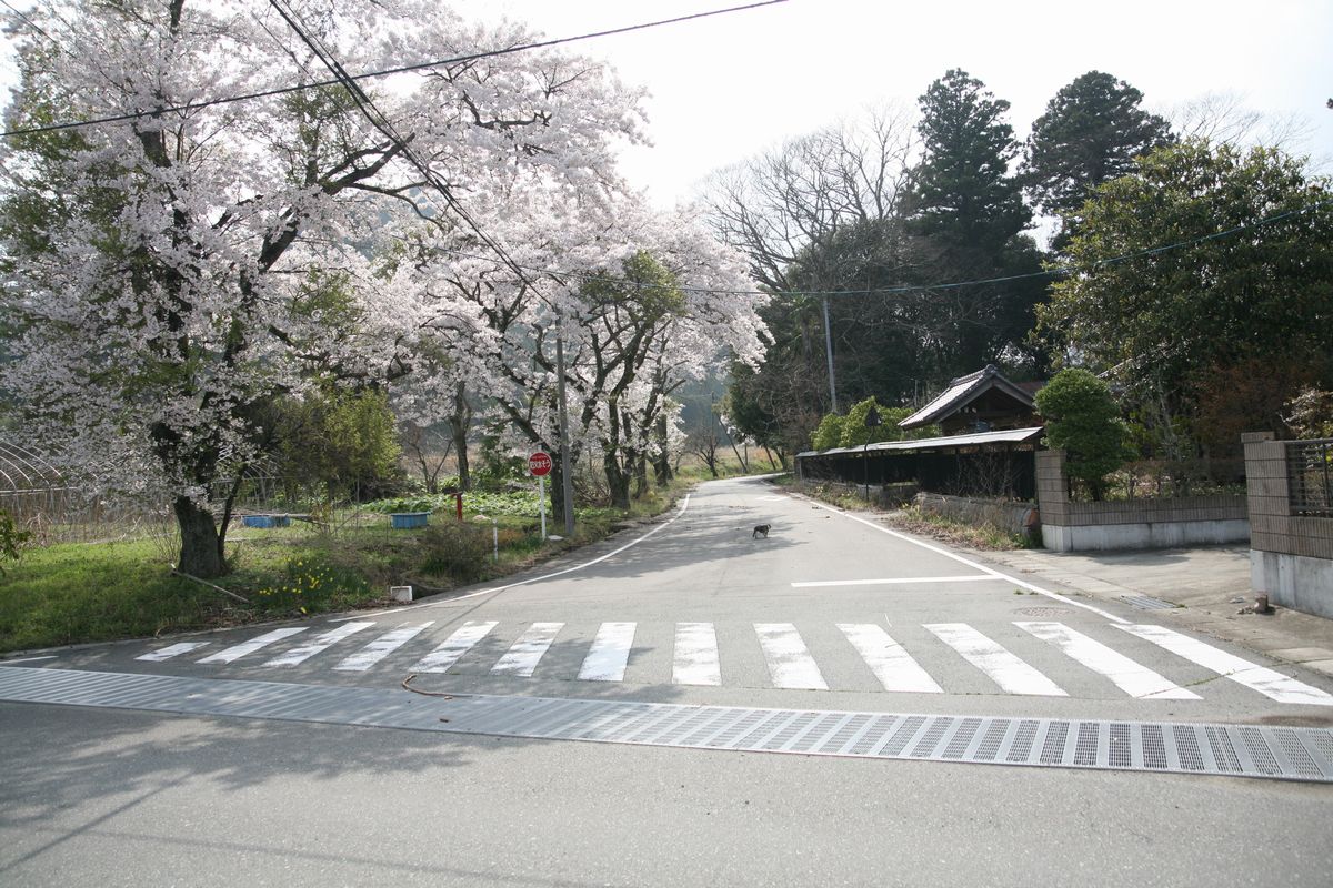 町内の桜（2012年4月20日から24） 写真 16
