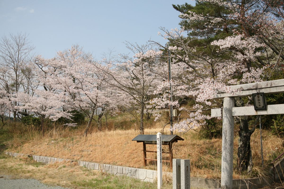 聖徳太子神社入り口に咲く桜