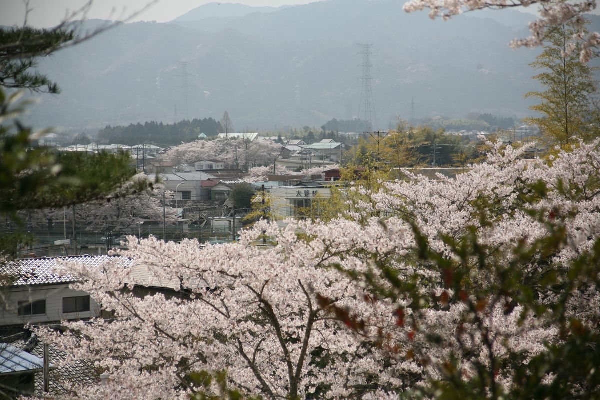 聖徳太子神社に咲く桜と町内の風景
