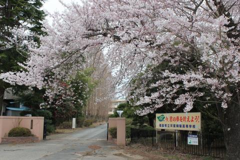 双葉翔陽高校正門前の桜