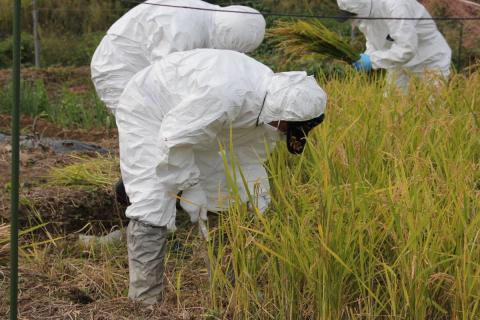 防護服に身を包み手作業で稲を刈る農業委員会の方と町職員
