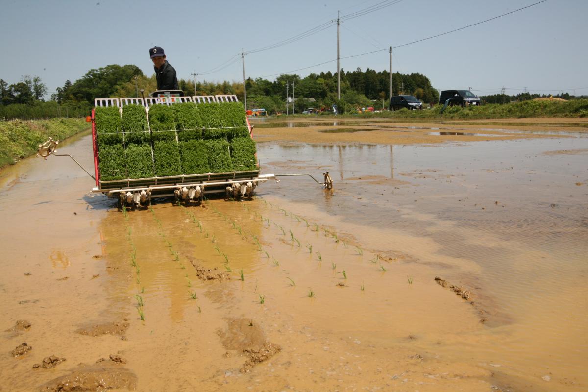 機械で苗が植えられる大川原の水田