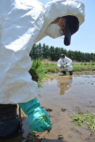 下野上の実証田に手植えする参加者