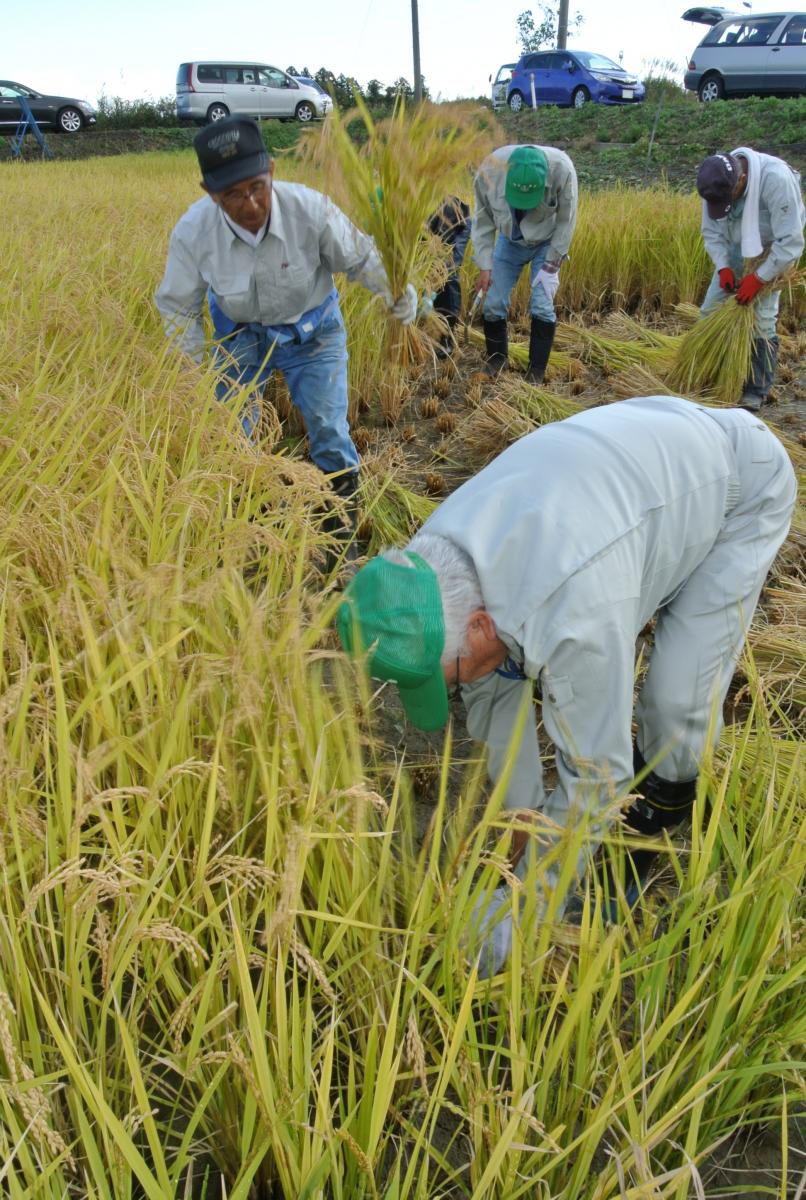大川原字南平の実証田で栽培していた稲を1株1株、鎌で刈り取る参加者