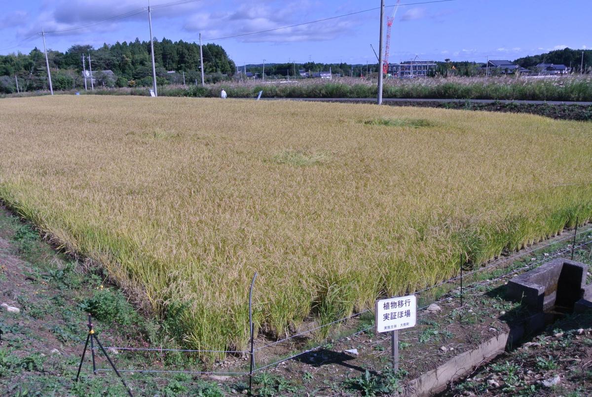 約23アールの水田で黄金色に実ったひとめぼれ