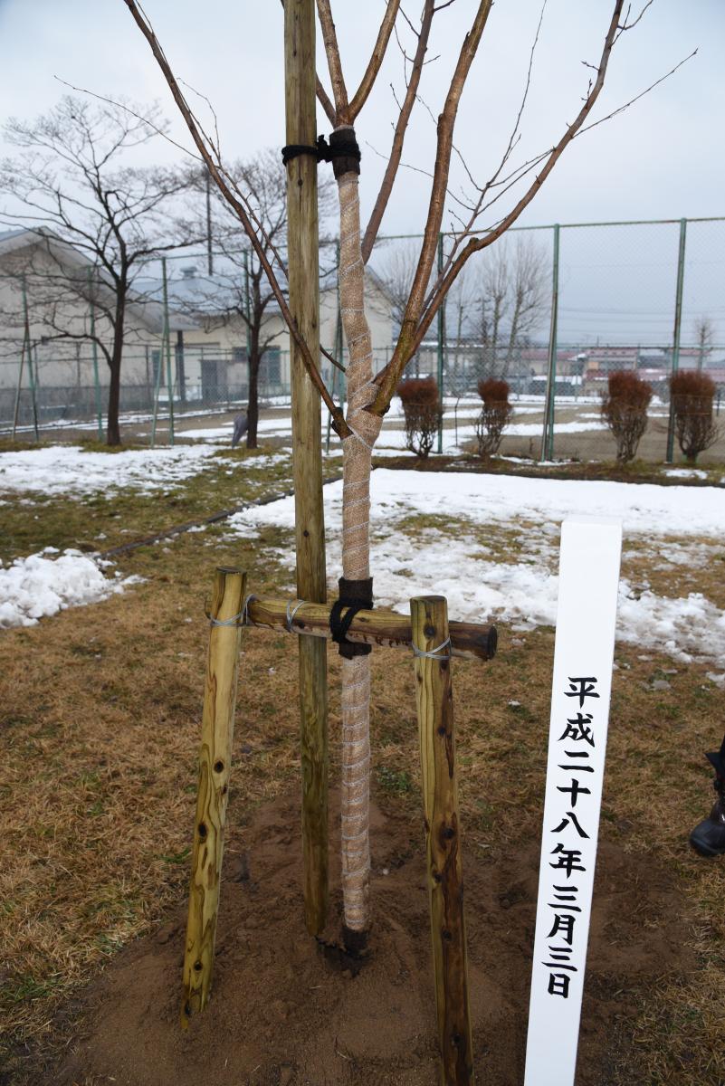 植樹したさくらの苗木