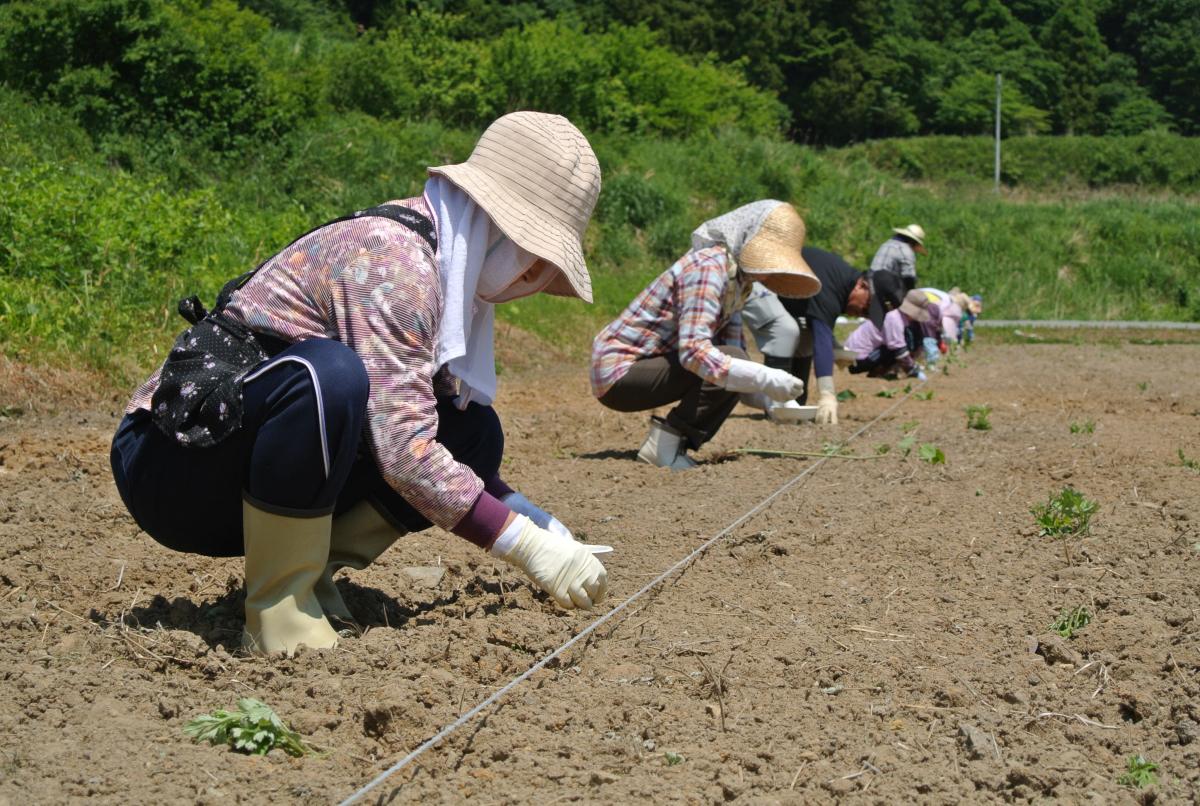 昨年の2倍の約60アールに種を植え付ける参加者