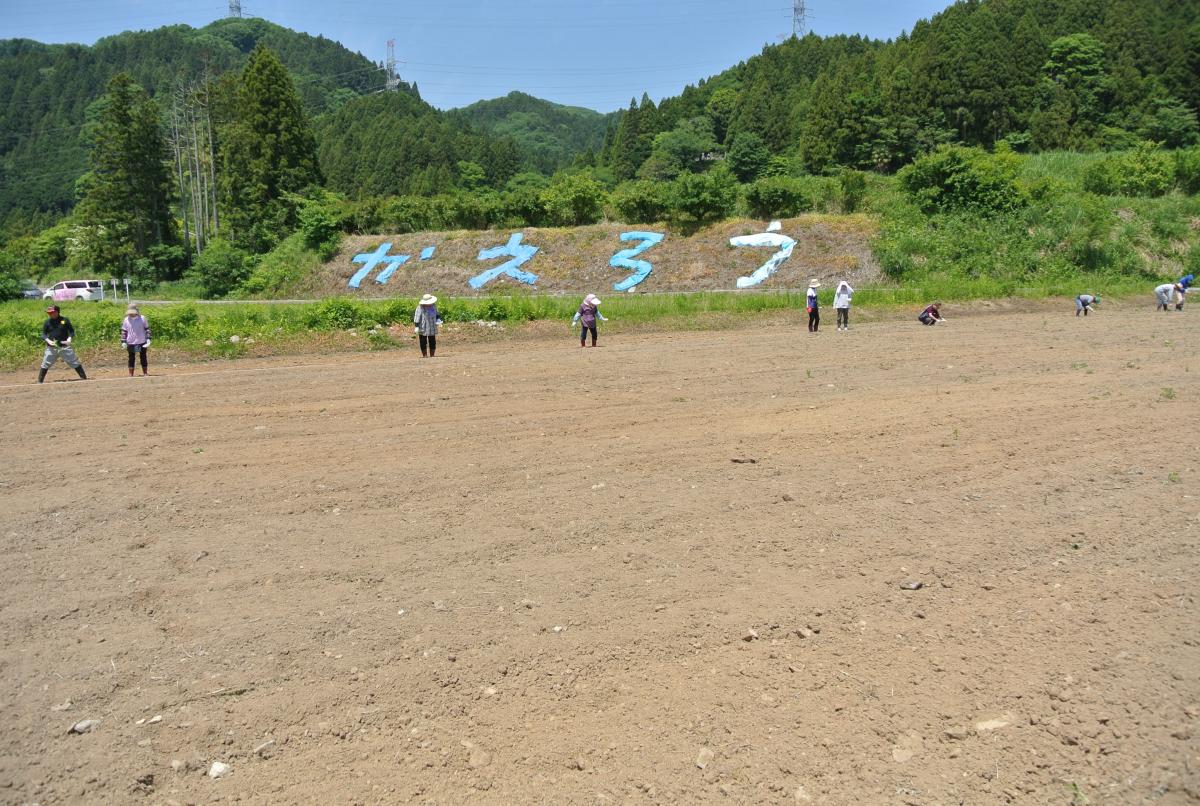 思いを込めて一粒ずつ種を植え付けた参加者