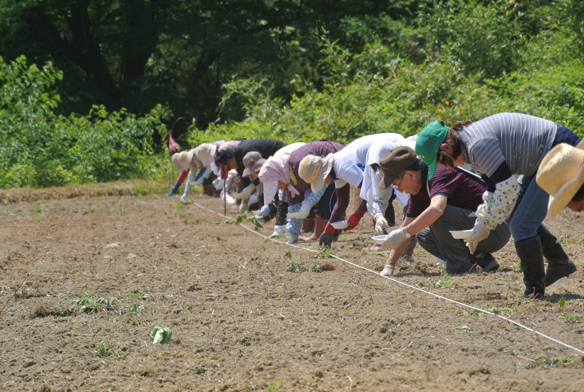 一列に並び、丁寧に種まきをする参加者