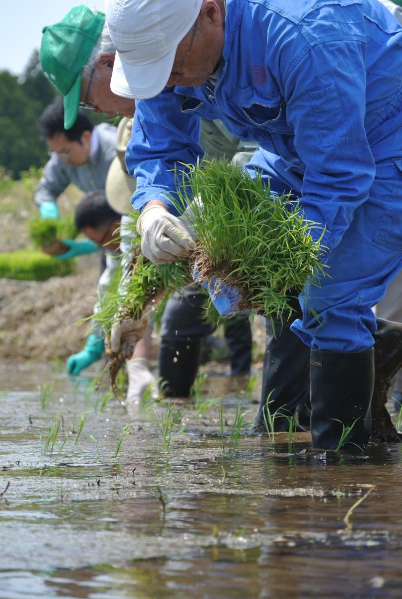 久しぶりの手植えに楽しそうに完成を上げながら作業する参加者