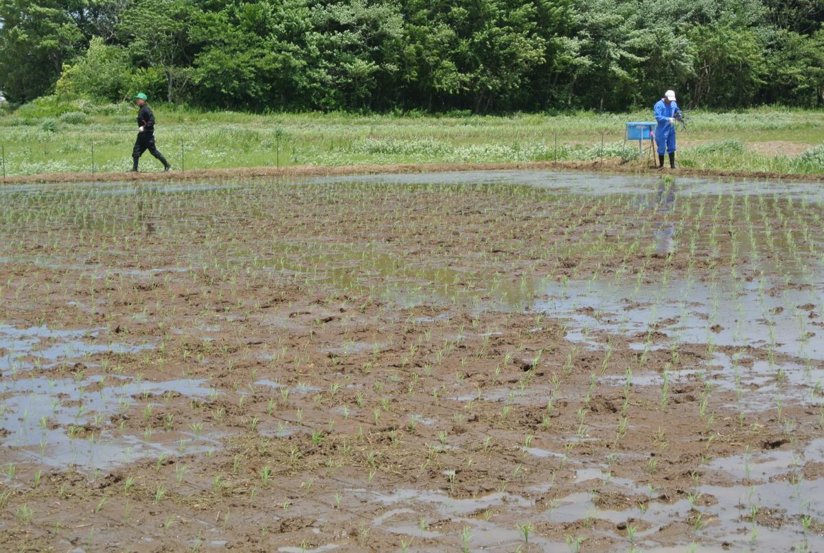 苗を植え終えた10アールほどの広さの水田