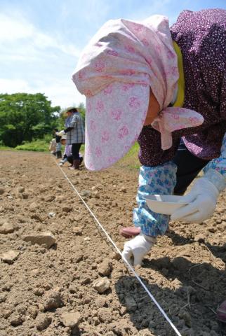 沖縄県から届けられたヒマワリの種を植える町農業委員やボランティア約20人