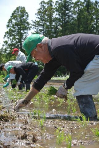 町内大川原字南平の水田で嬉しそうに1株ずつ手植えする参加者