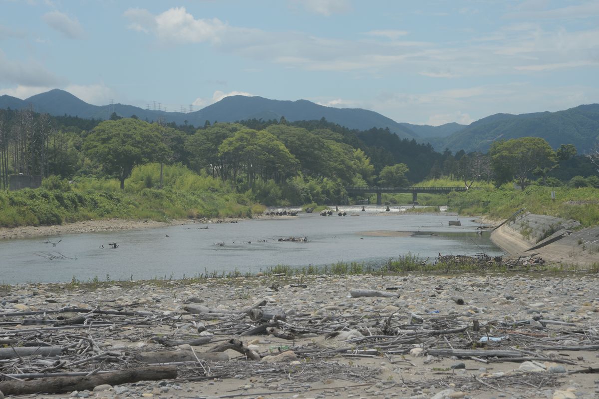 5年目の夏（2015年7月20日撮影） 写真 6