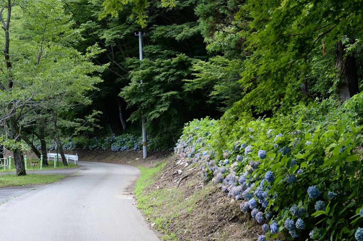 5年目の夏（2015年7月20日撮影） 写真 18