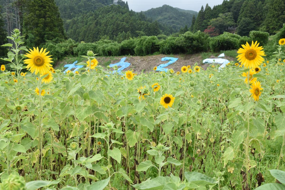 真っすぐに力強く咲くヒマワリ（2）