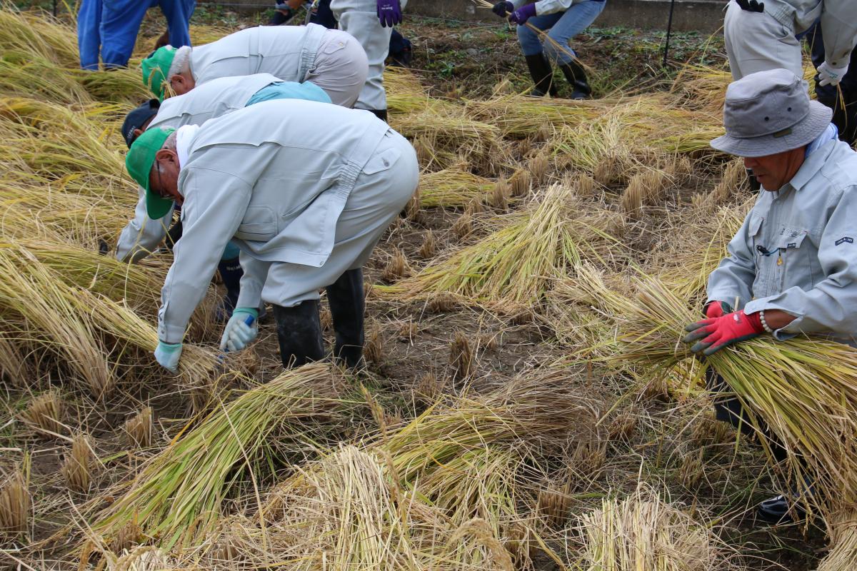 大川原地区にある町の実証田で、鎌を手に取り、穂を垂れた稲を1株ずつ慣れた手つきで刈り取っていく町農業委員や職員