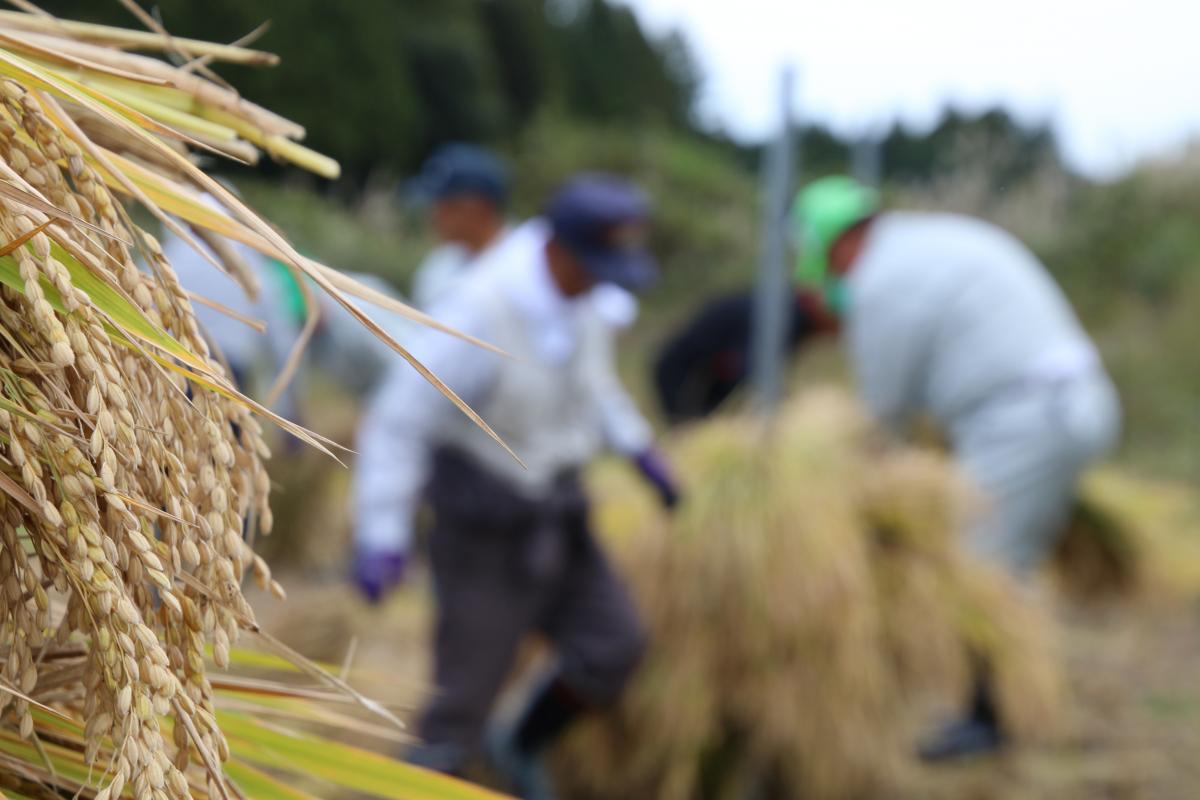 営農再開の可能性を探るため町内でコメを栽培する試みはこの年で3回目