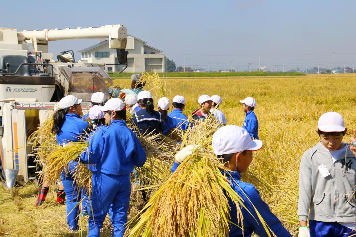 コンバインに刈り取った稲を入れる児童たち