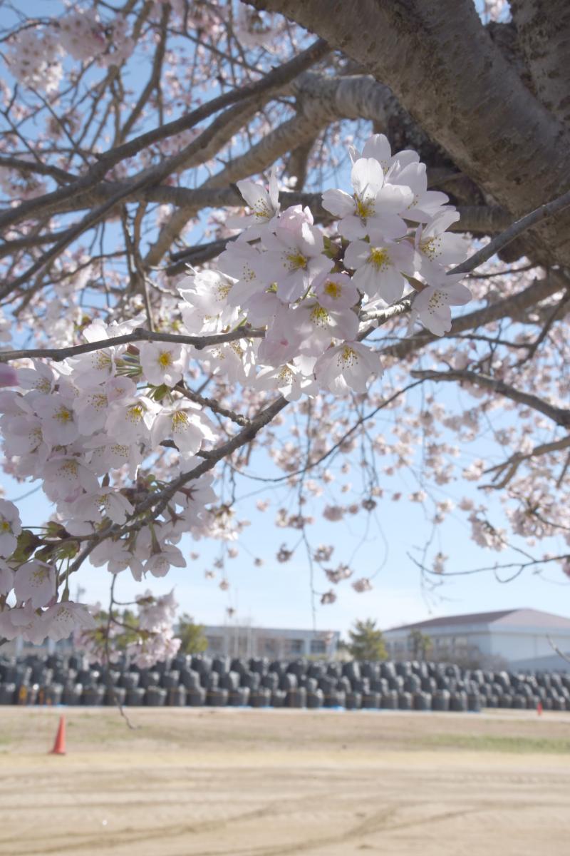 町内の桜「野上、大野小」　（2016年4月5日撮影） 写真 5