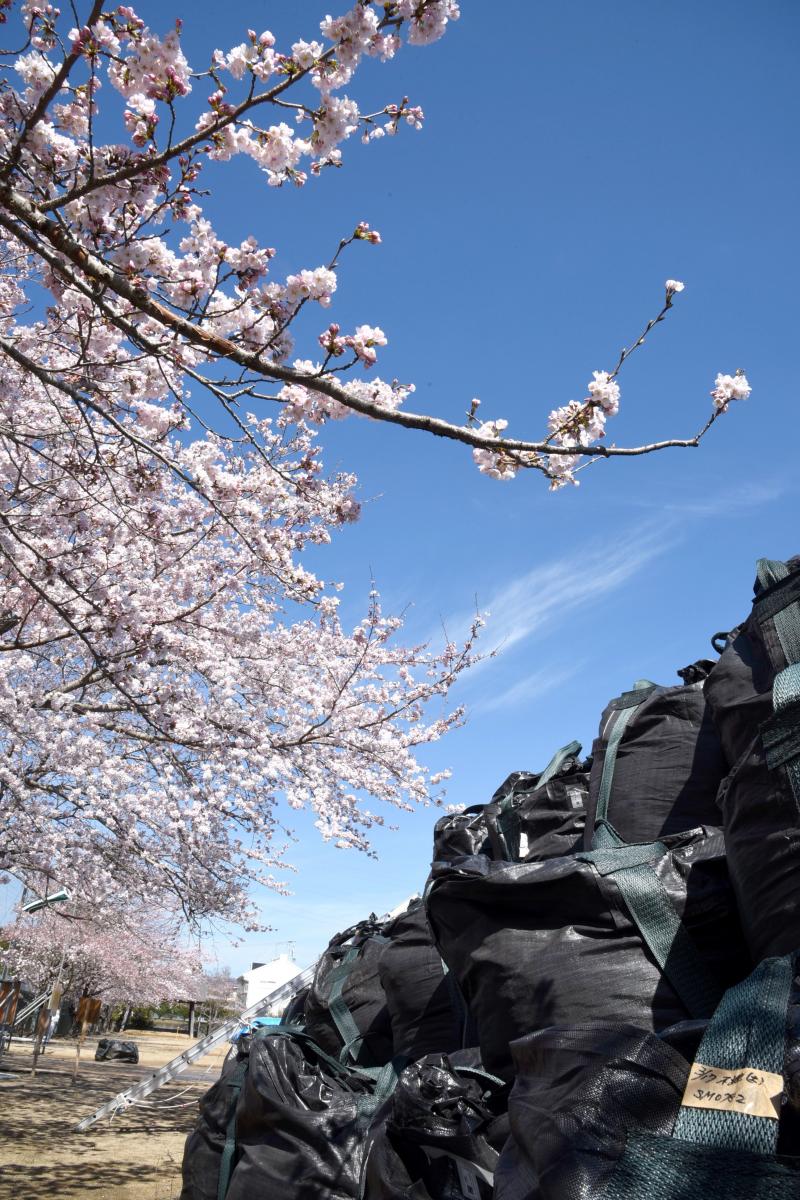 町内の桜「野上、大野小」　（2016年4月5日撮影） 写真 3