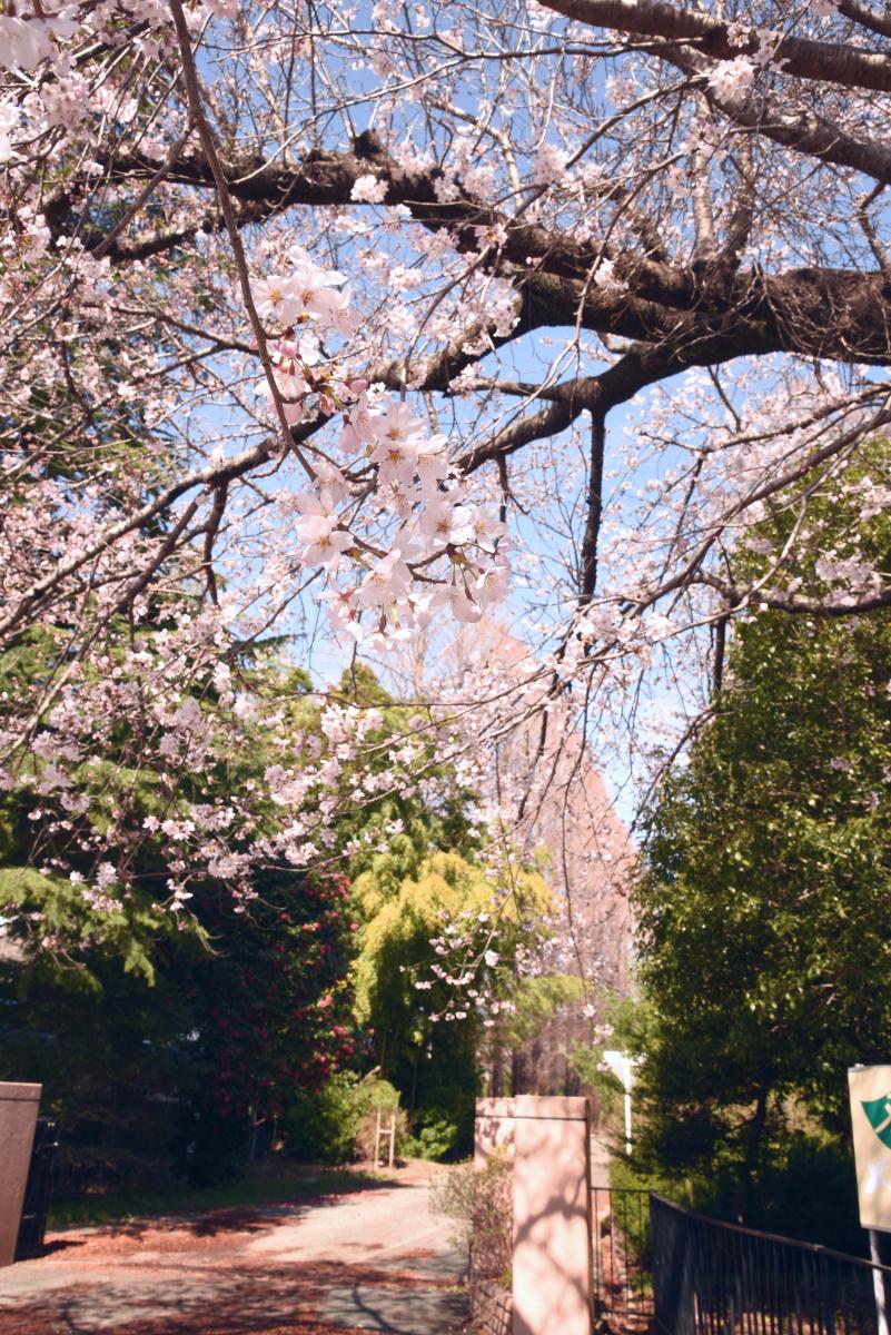 町内の桜「双葉翔陽高校、五差路」　（2016年4月5日撮影） 写真 2