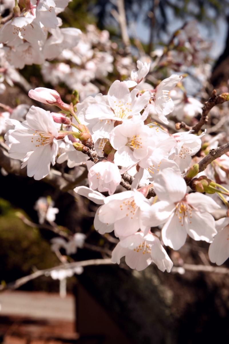 町内の桜「双葉翔陽高校、五差路」　（2016年4月5日撮影） 写真 3