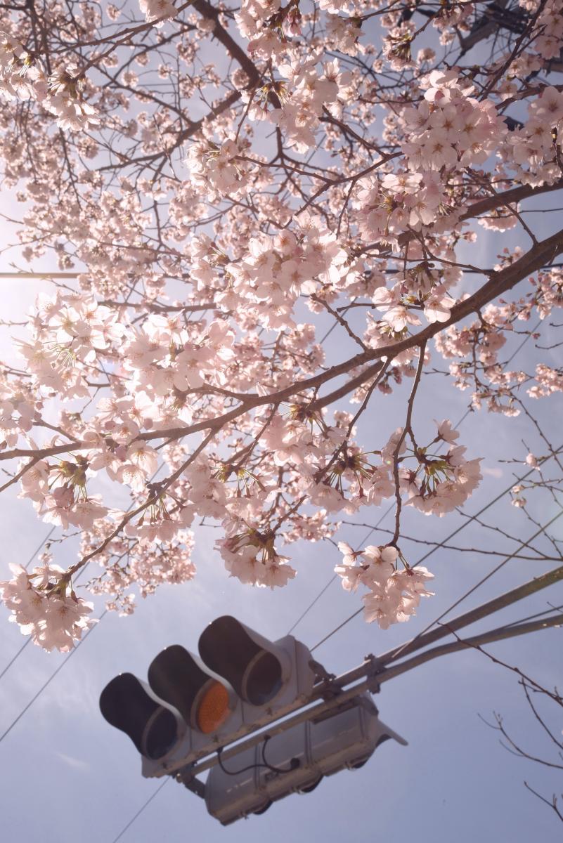 町内の桜「双葉翔陽高校、五差路」　（2016年4月5日撮影） 写真 6