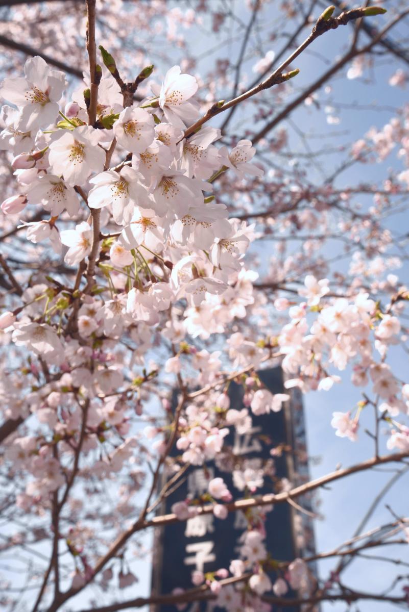 町内の桜「原子力センター、図書館」　（2016年4月5日撮影） 写真 2