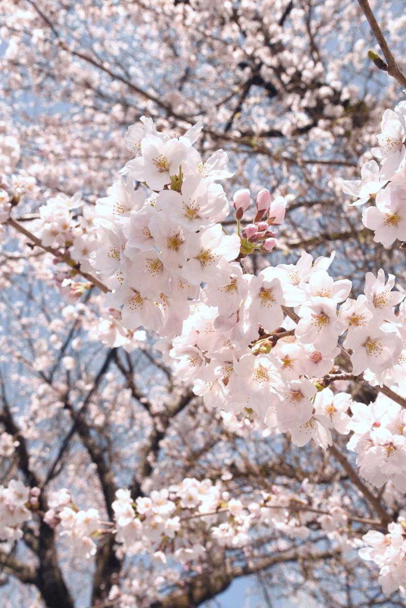 町内の桜「原子力センター、図書館」　（2016年4月5日撮影） 写真 3