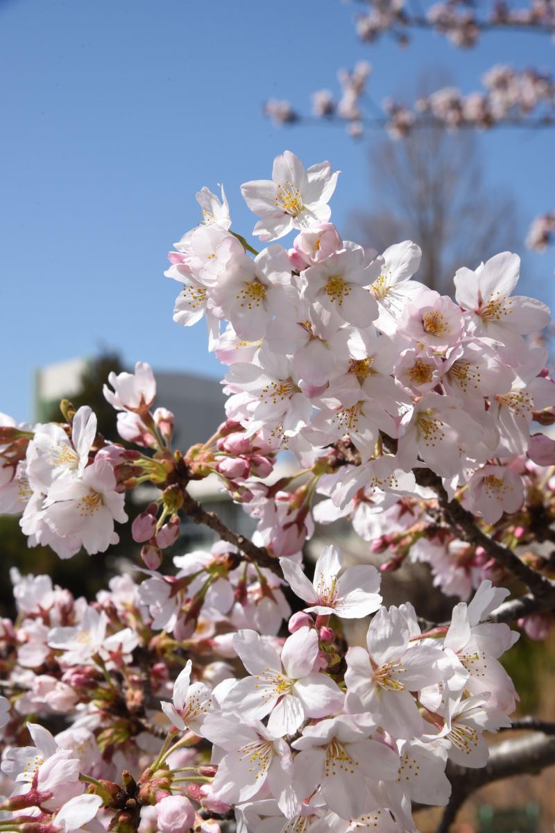 町内の桜「熊町小、三角屋交差点」　（2016年4月5日撮影） 写真 2