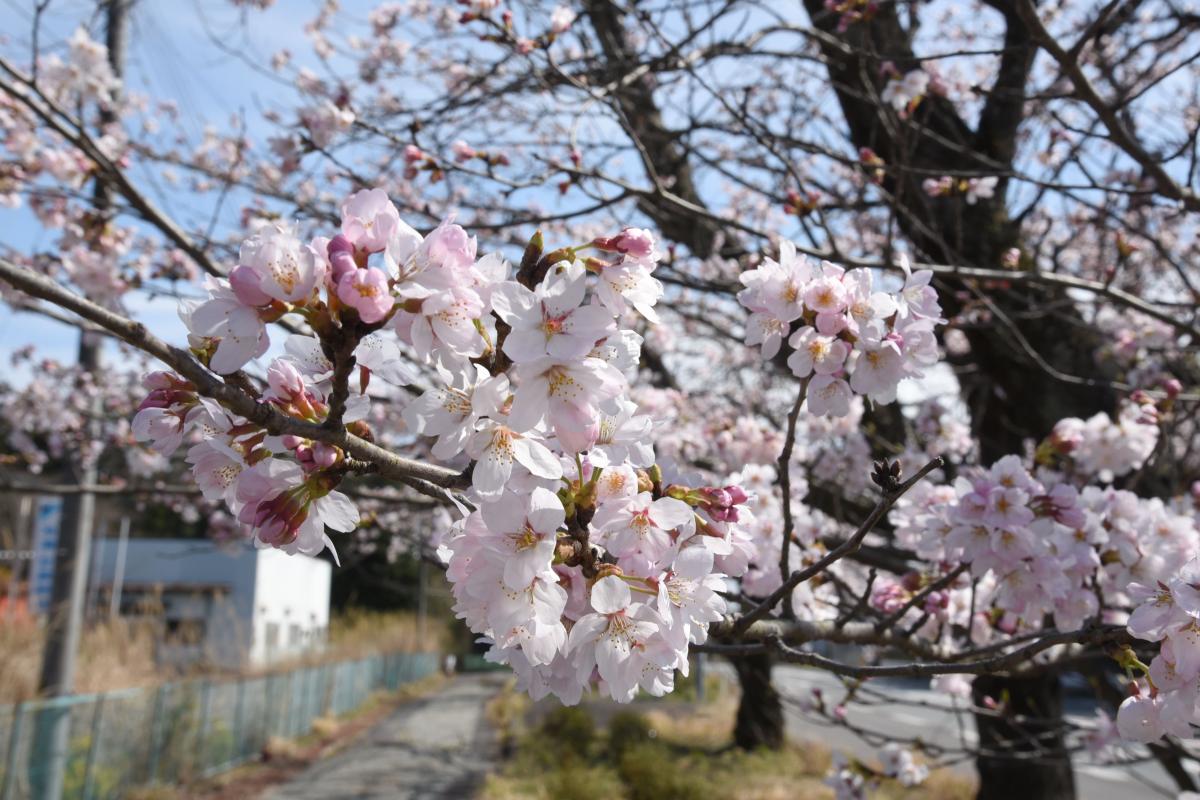 町内の桜「熊町小、三角屋交差点」　（2016年4月5日撮影） 写真 7