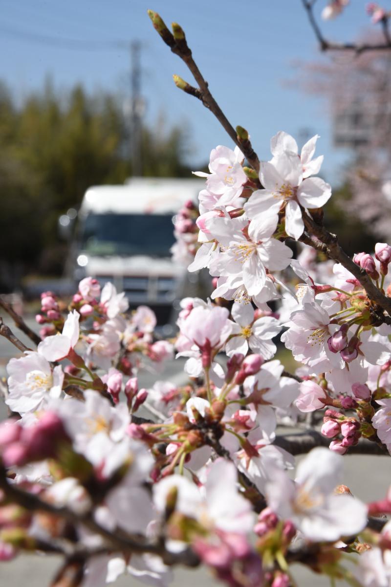 町内の桜「熊町小、三角屋交差点」　（2016年4月5日撮影） 写真 8