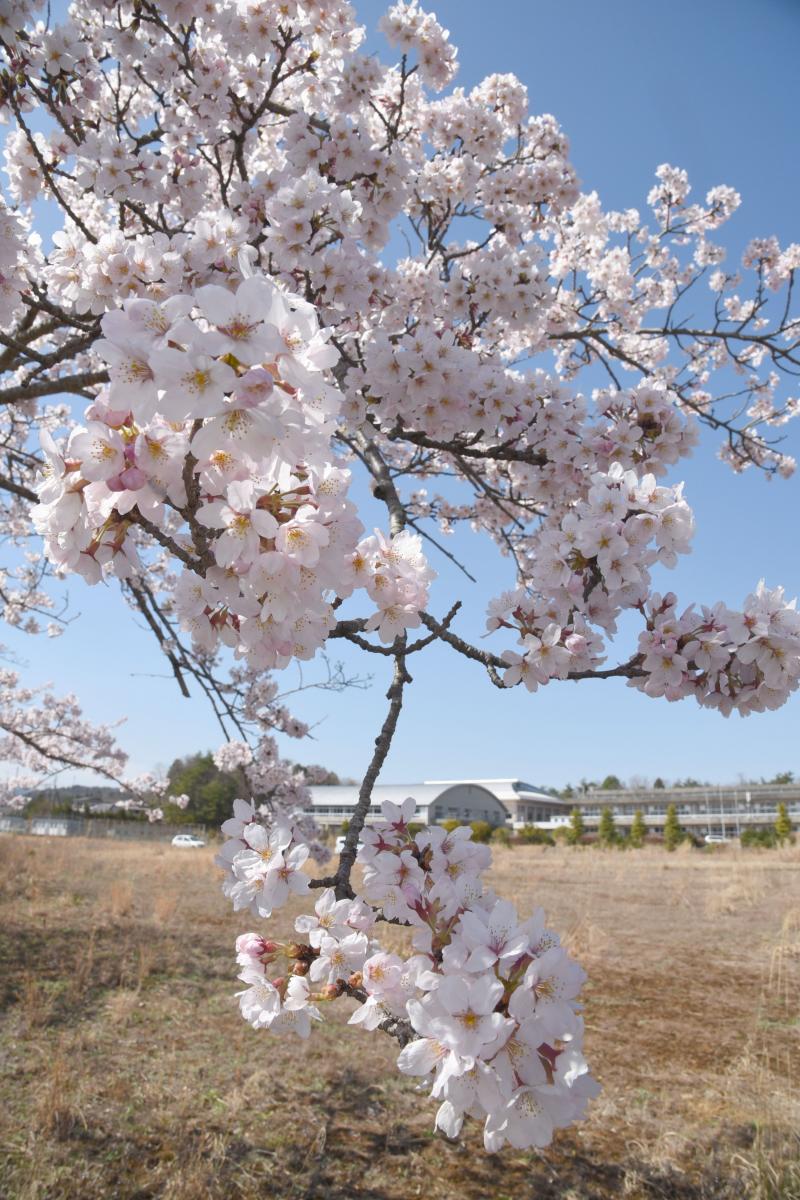 町内の桜「大熊中、聖徳太子神社、大野駅」　（2016年4月5日撮影） 写真 1