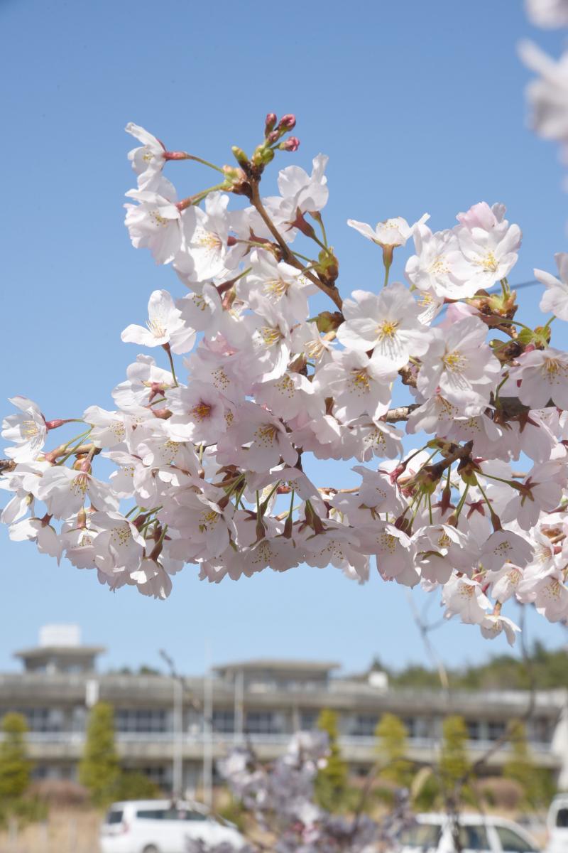 町内の桜「大熊中、聖徳太子神社、大野駅」　（2016年4月5日撮影） 写真 3