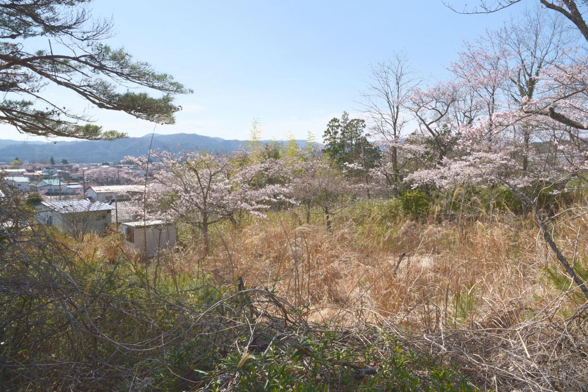 町内の桜「大熊中、聖徳太子神社、大野駅」　（2016年4月5日撮影） 写真 5