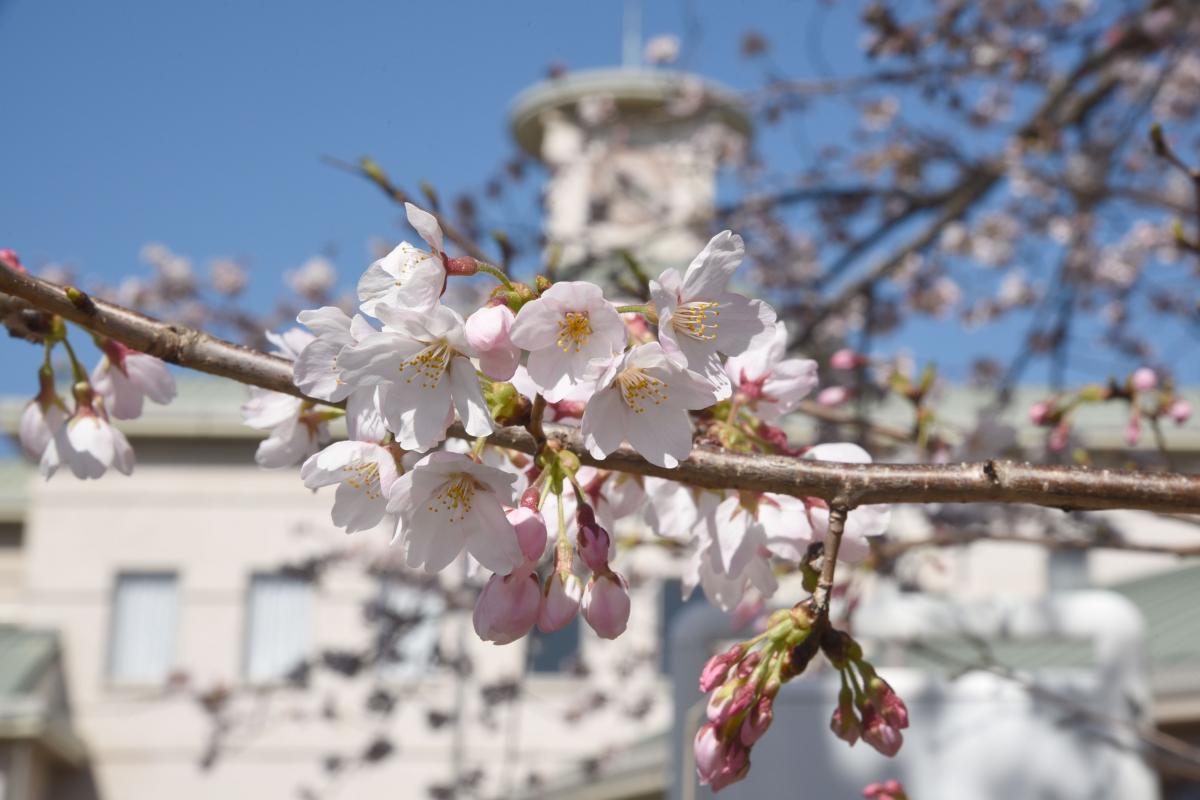 町内の桜「原子力センター、図書館」　（2016年4月5日撮影） 写真 7
