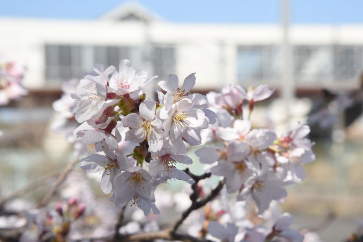 町内の桜「大熊中、聖徳太子神社、大野駅」　（2016年4月5日撮影） 写真 8